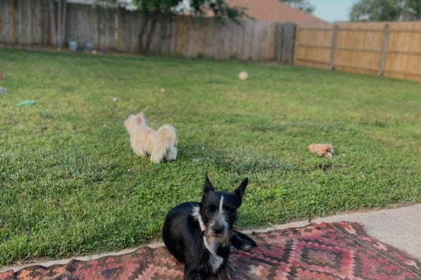 House sit in Bentonville, AR, US