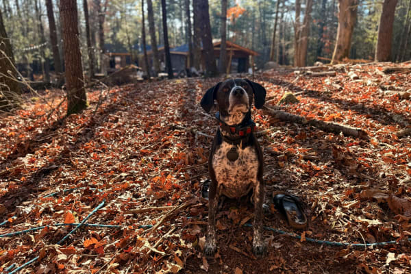 House sit in Olivebridge, NY, US