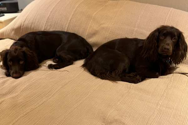 House sit in Clapham Junction, United Kingdom