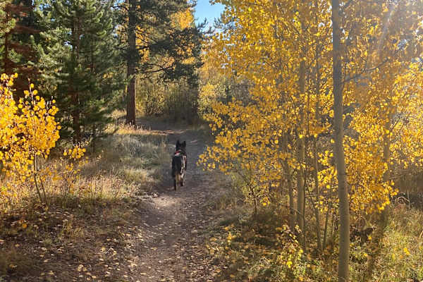 House sit in Winter Park, CO, US