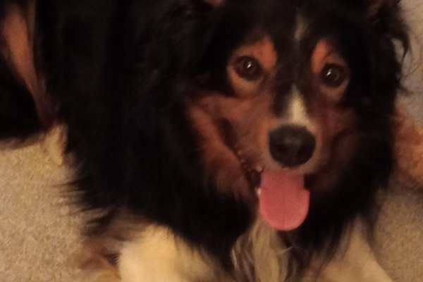 House sit in Largs, United Kingdom