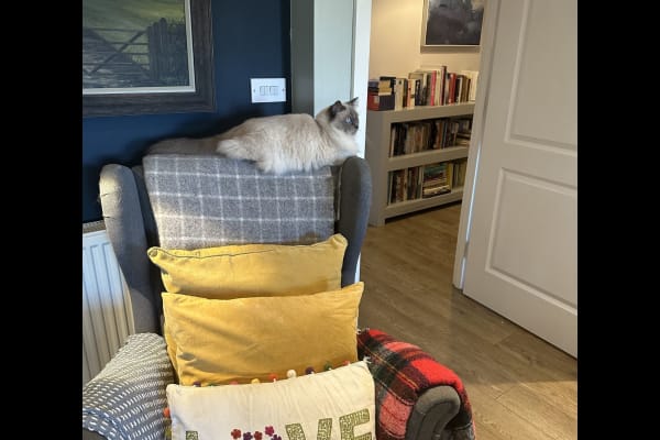 House sit in Hackney, United Kingdom
