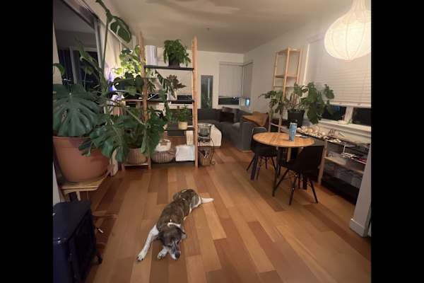 House sit in Salt Lake City, UT, US