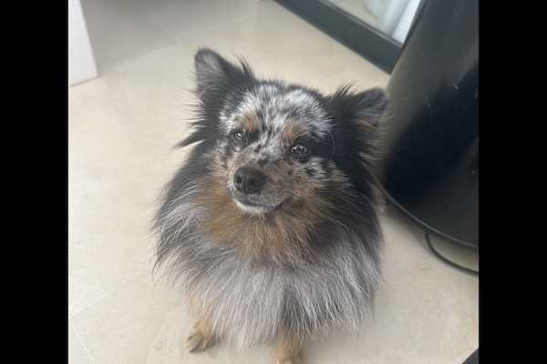 House sit in San Pedro de Alcántara, Spain