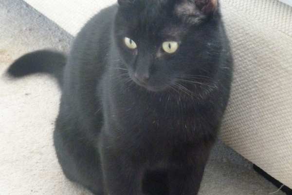 House sit in Chobham, United Kingdom