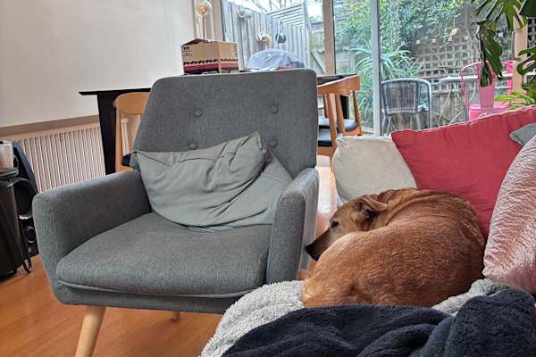 House sit in Melbourne, VIC, Australia