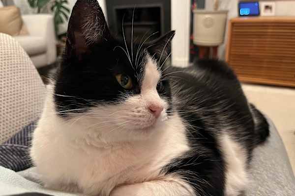 House sit in Templecombe, United Kingdom