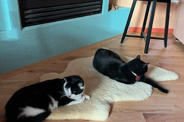 House sit in Winnipeg, MB, Canada