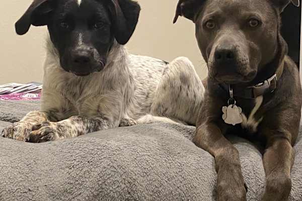 House sit in Elizabeth, CO, US