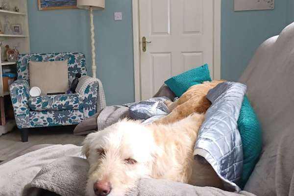 House sit in Kanturk, Ireland