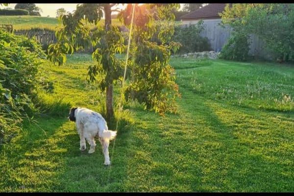 House sit in Chew Magna, United Kingdom