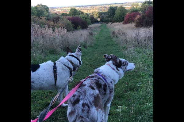 House sit in Breedon on the Hill, United Kingdom