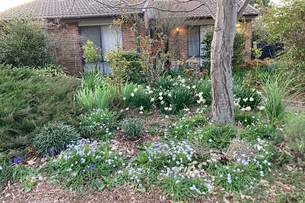 House sit in Canberra, Australian Capital Territory, Australia