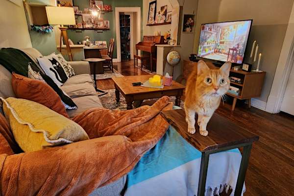 House sit in St. Louis, MO, US