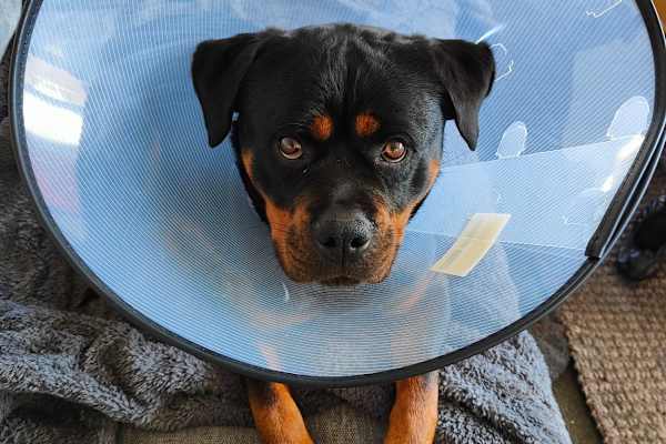 House sit in Christchurch, New Zealand