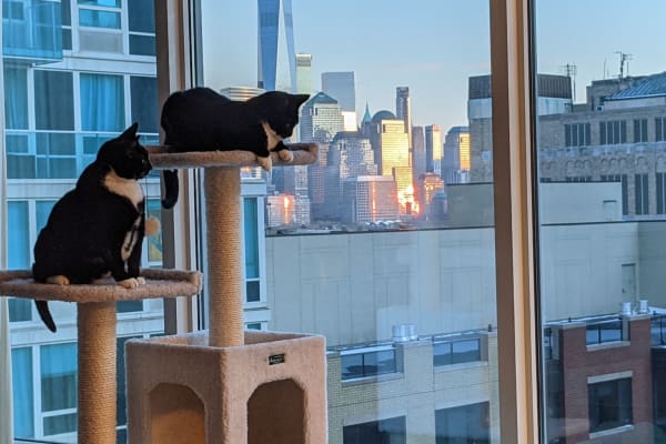 House sit in Jersey City, NJ, US