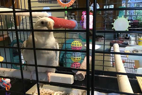 House sit in Diss, United Kingdom