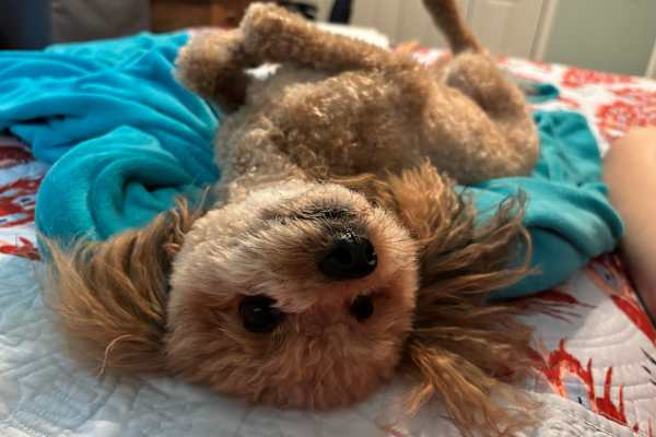 House sit in Stuart, FL, US