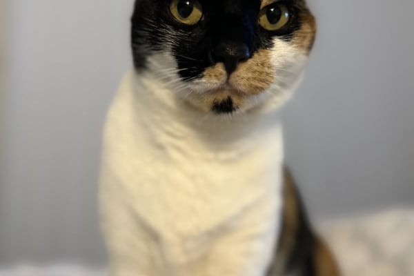 House sit in Picton, NSW, Australia