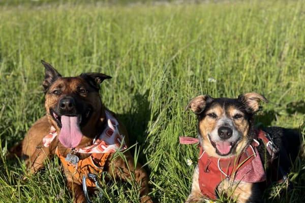 House sit in Au, Switzerland