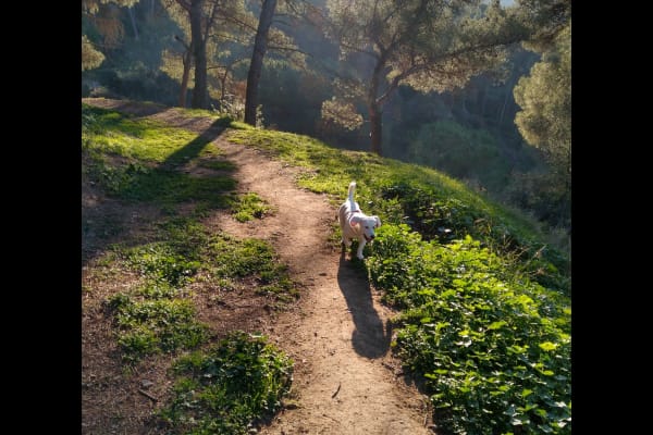 House sit in Barcelona, Spain