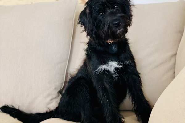 House sit in Cambewarra, NSW, Australia