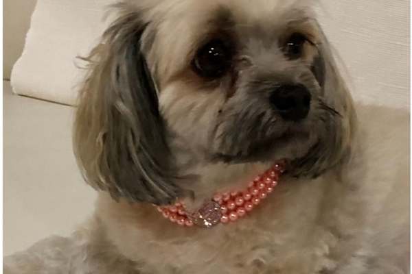 House sit in Port Macquarie, NSW, Australia