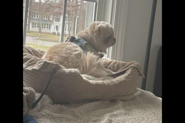 House sit in Short Pump, VA, US