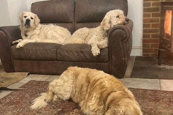 House sit in Burwash, United Kingdom