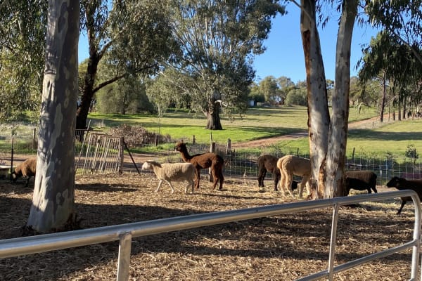 House sit in Toodyay, WA, Australia