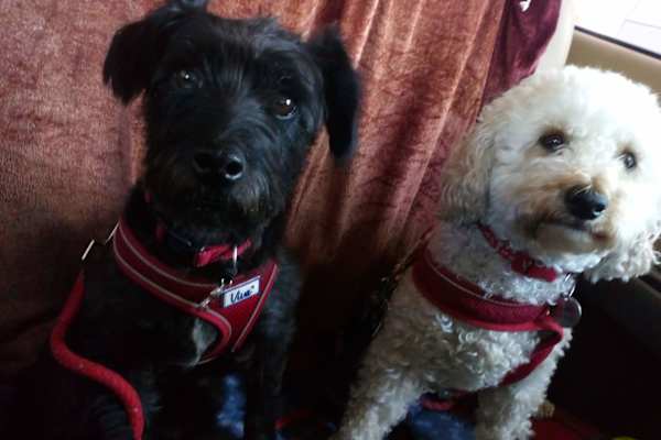 House sit in Inkberrow, United Kingdom