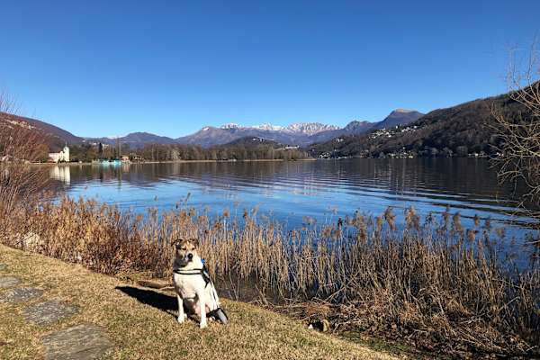 House sit in Lugano, Switzerland
