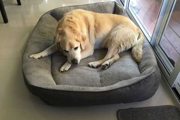 House sit in Perth, WA, Australia