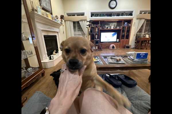 House sit in Benton, AR, US