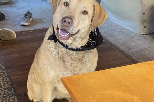 House sit in Tahoe City, CA, US