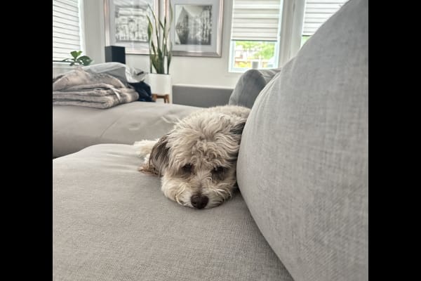 House sit in North Druid Hills, GA, US