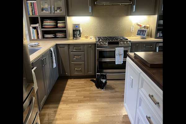 House sit in Los Gatos, CA, US