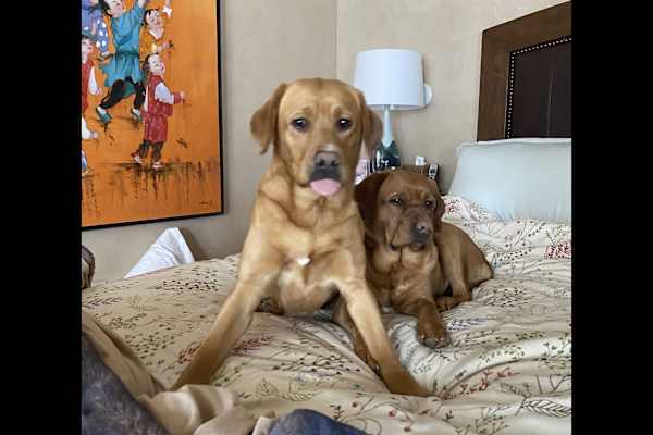 House sit in Glenwood Springs, CO, US