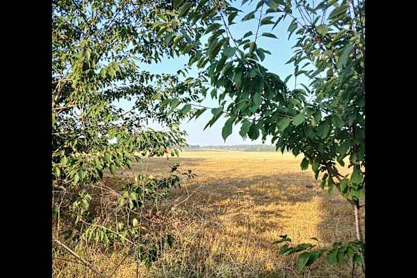 House sit in Hingham, United Kingdom