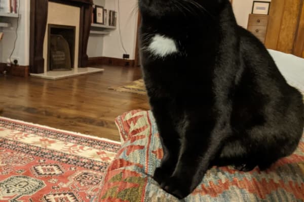 House sit in London, United Kingdom