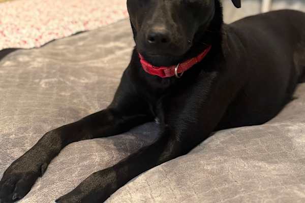 House sit in San Francisco, CA, US