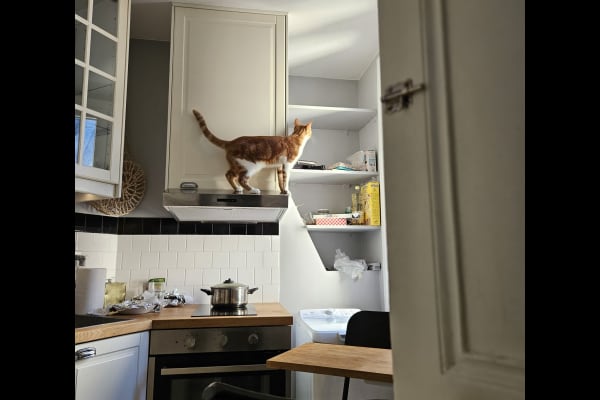 House sit in Paris, France