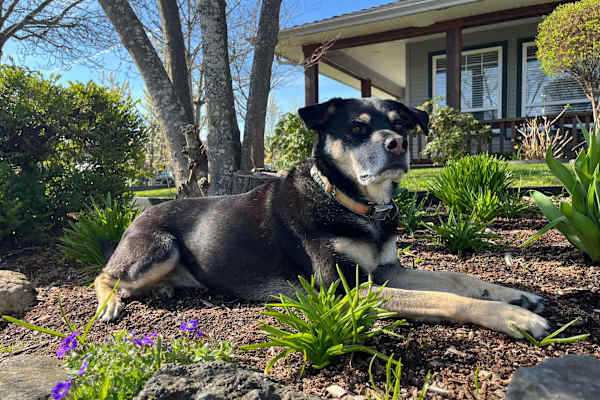 House sit in Nanaimo, BC, Canada