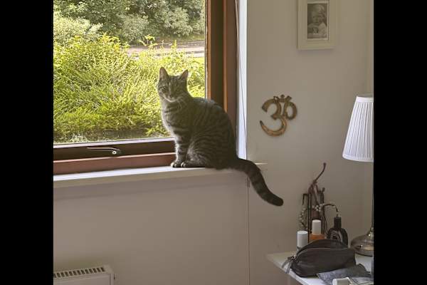 House sit in Glasgow, United Kingdom