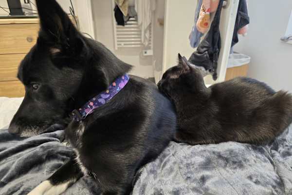 House sit in Lille, France