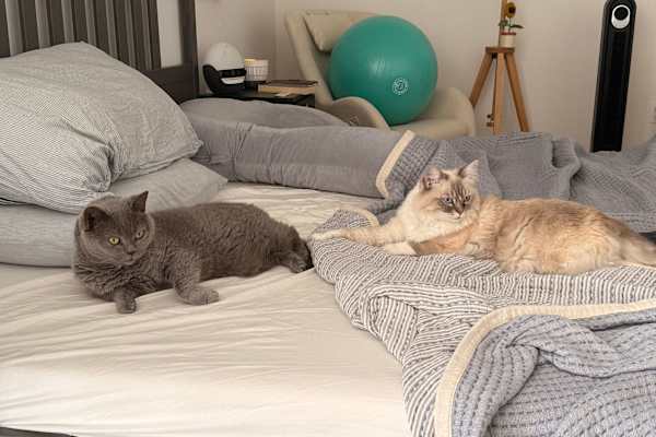 House sit in Los Angeles, CA, US