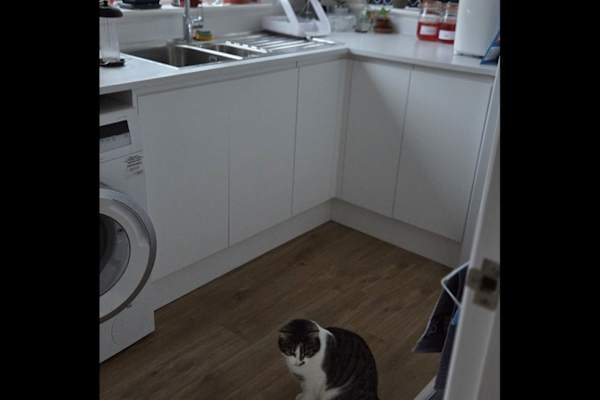 House sit in Glasgow, United Kingdom