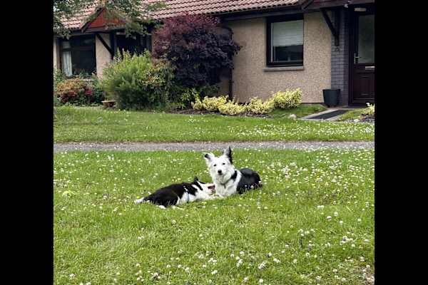 House sit in Inverness, United Kingdom