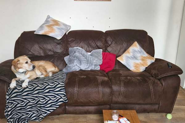 House sit in Redruth, United Kingdom