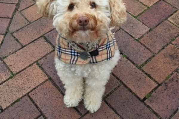 House sit in Sydney, NSW, Australia